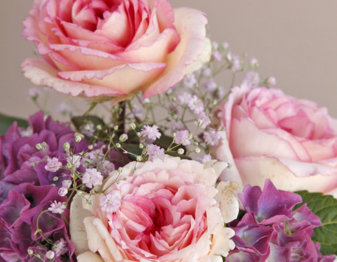 Rose ´Suovenir de Baden Baden