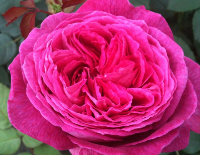 Růže Freifrau Caroline