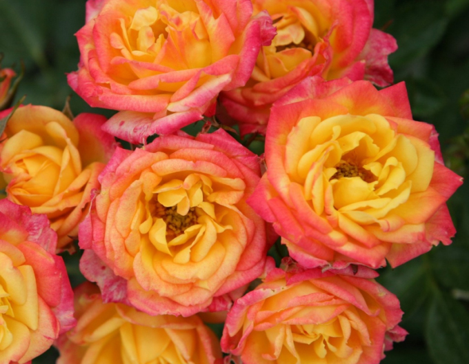 Růže Little Sunset