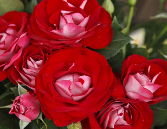 Rose ´Rose der Einheit´