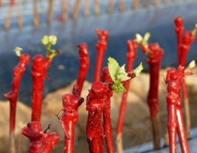 REBWACHS WF vosk na roubování 500g