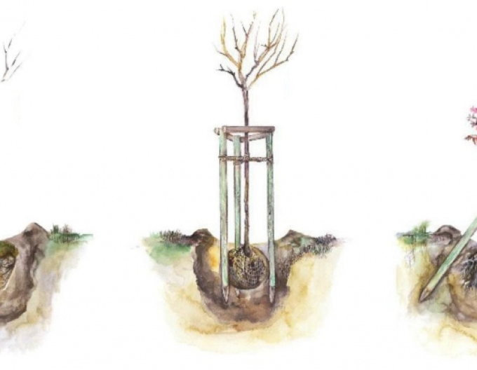 Podpěrný kůl s hrotem o průměru 5 cm - výška 250 cm