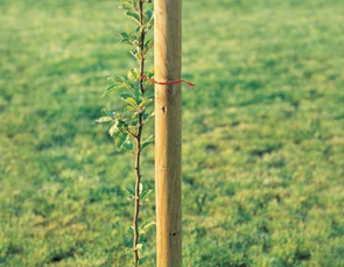 Podpěrný kůl s hrotem o průměru 5 cm - výška 250 cm