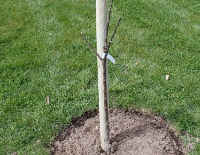 Podpěrný kůl s hrotem o průměru 5 cm - výška 250 cm