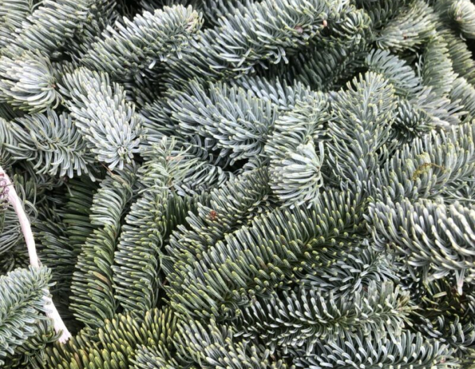 Chvojí - Nobilis 5kg