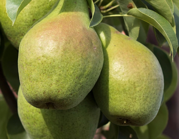 Sloupovitá hruška ´Condo´ podzimní, podn. Dula, kont. 2l