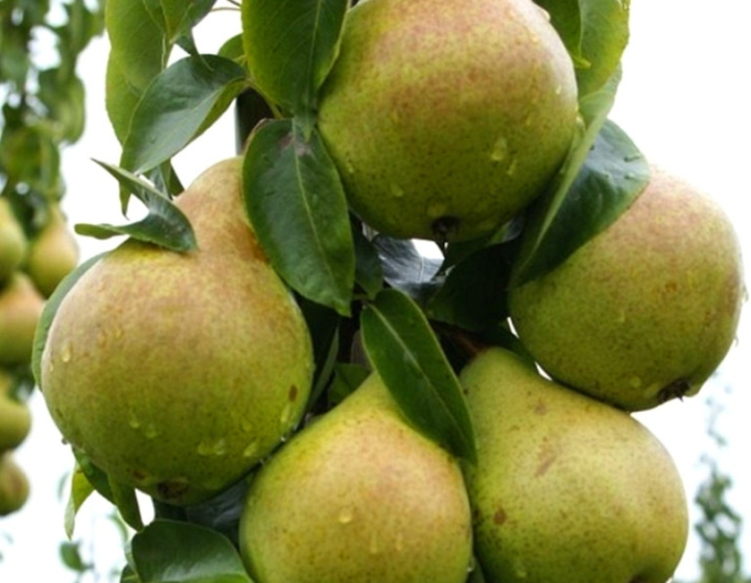 Sloupovitá hruška ´Condo´ podzimní, podn. Dula, kont. 2l