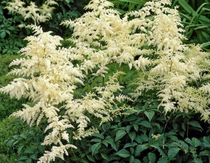 Astilba Brautschleier