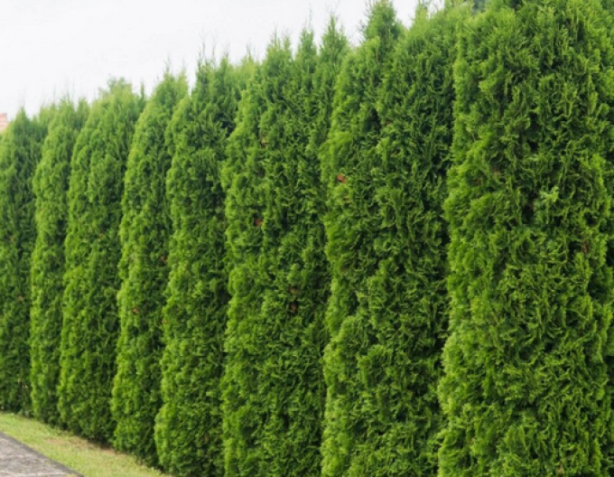 Zerav západní ´SMARAGD´  90 - 110cm