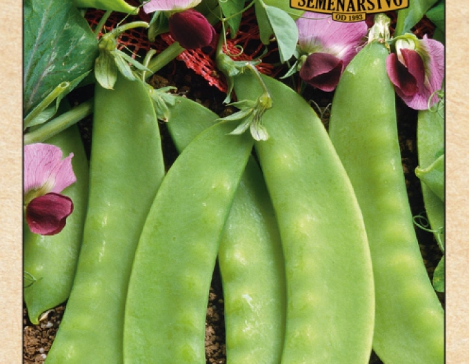 Semenářství Hrách setý dřeňový Carouby