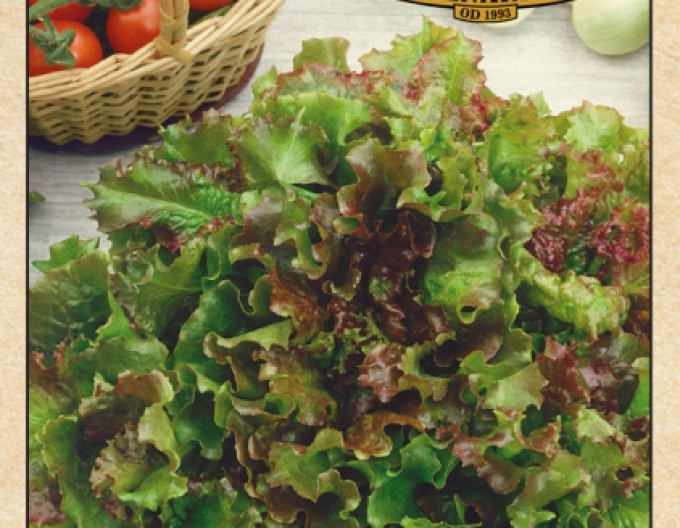 Semenářství Hlávkový salát s nasazenými listy ´Biscia Rossa´