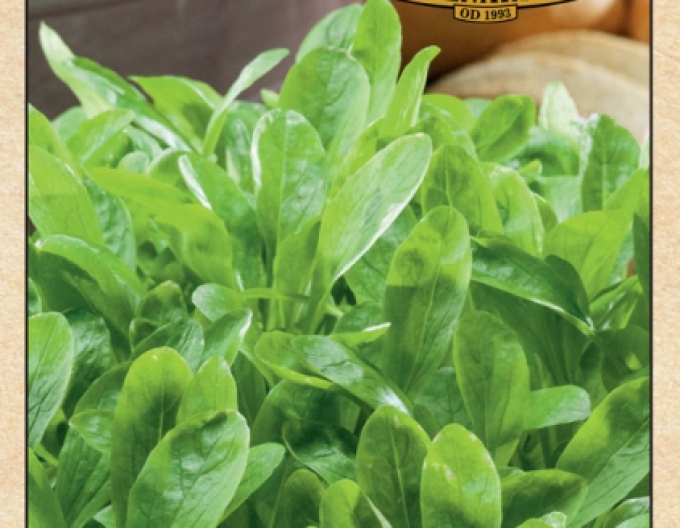 Semenářství Kozlíček polníček  "Grote Noordholladse