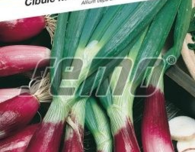 Semo Cibule kuchyňská  ´Rossa di Firenze´