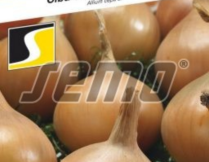 Semo Cibule kuchyňská ´Aeneus F1´