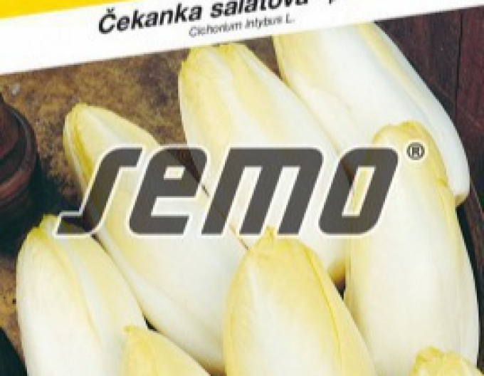 Semo Čekanka salátová Mechelse Middelvroeg