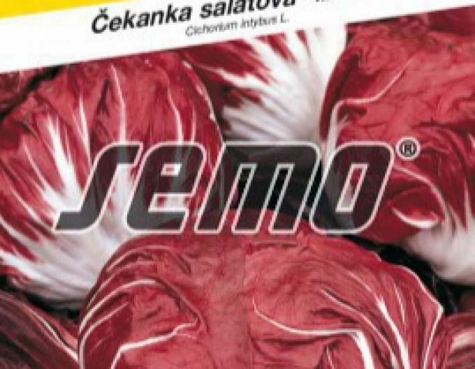Semo Čekanka salátová ´Palla Rossa 3´