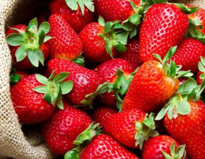 Jahoda Daroyal ranní