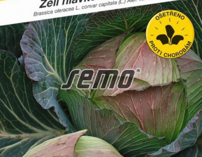 Semo Zelí hlávkové Pourovo pozdní