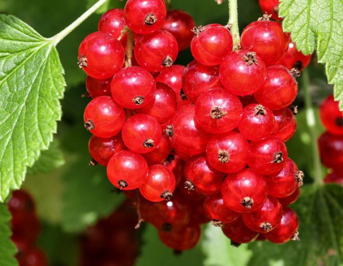 Rybíz červený  Jonkheer van Tets KEŘ