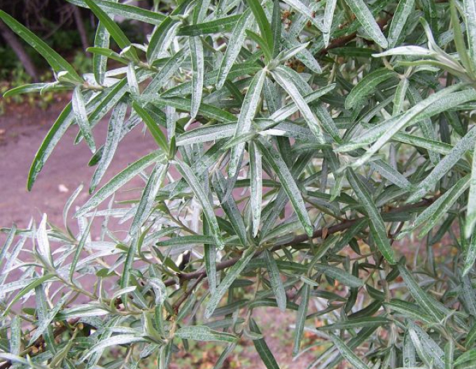 Rakytník řešetlákový - samec  Opeľovač