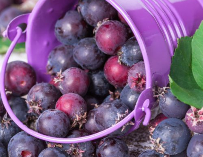 Muchovník Prince William