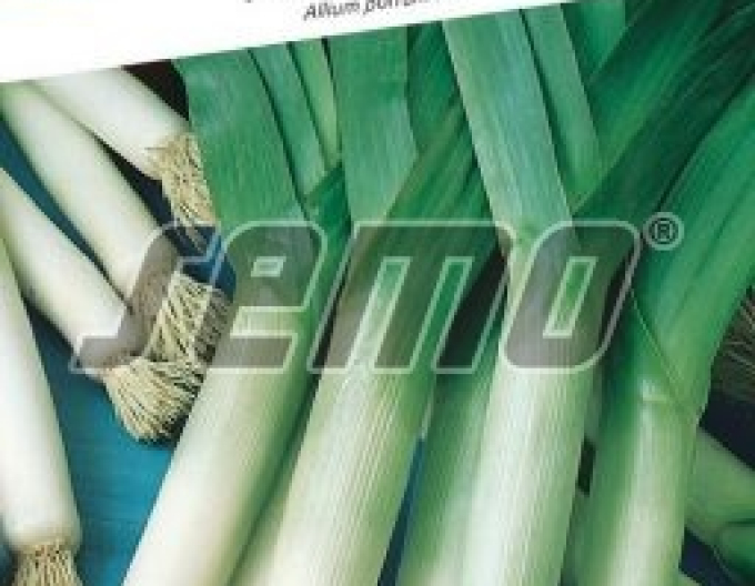 Semo Pór pravý Gigante Suizo