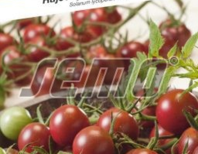 Semo Rajče tyčkové Sunchocola F1