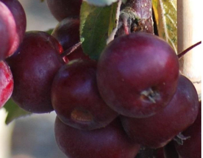 Sloupovitá jabloň Maypole podzimní, podn. M7, kont. 5L