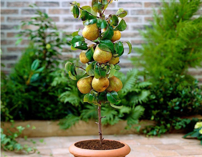 Sloupovitá hruška Concorde 2l