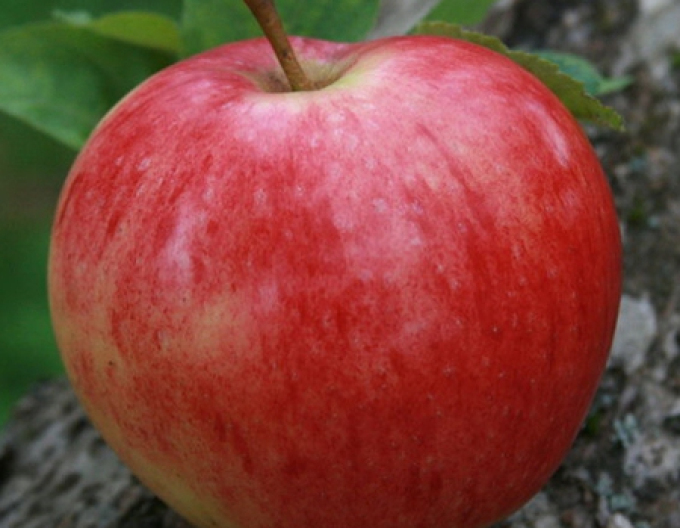 Jabloň Discovery letní, podn. M9, prostok.