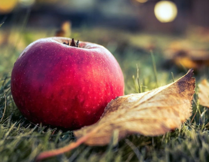 Jabloň Florina zimní, podn. A2, kont. 5l