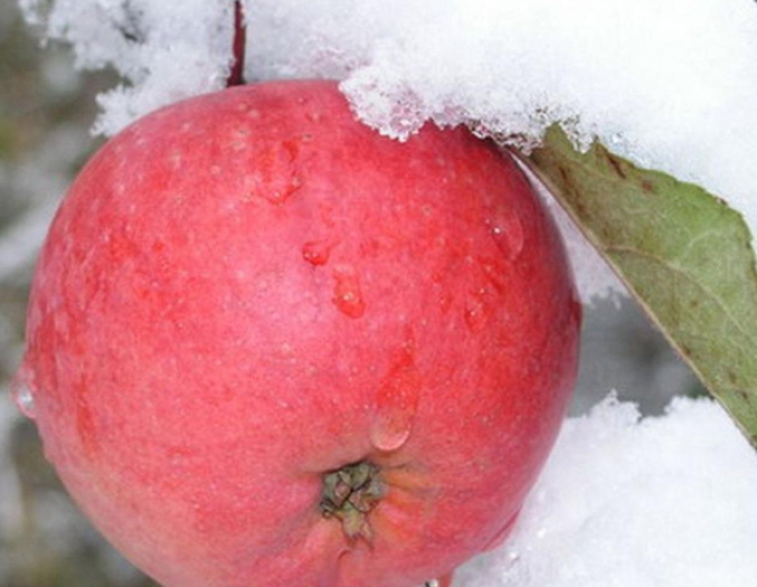Jabloň Fuji zimná, podn. A2, prostok.