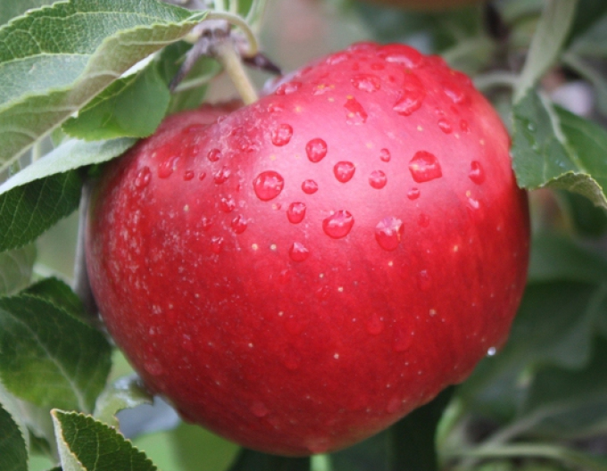 Jabloň Idared zimní, podn. MM106, kont. 5l