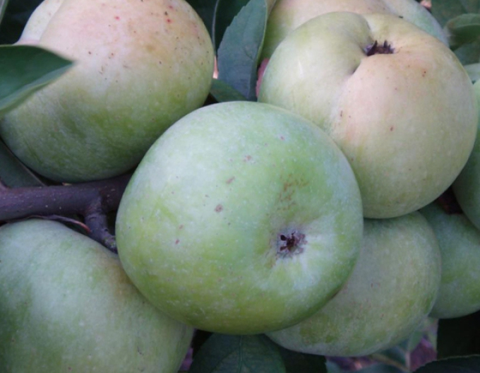 Jabloň ´Priesvitná letná´ letní, podn. M9, kont. 5l