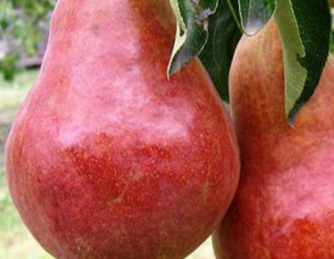 Hruška Williamsová Červení letní, podn. Semenáč, kont. 5l