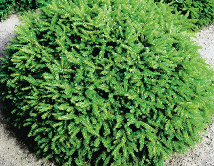 Smrk ztepilý "NIDIFORMIS"