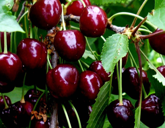 Třešeň Burlat raná, podn. Mahalebka, prostok.