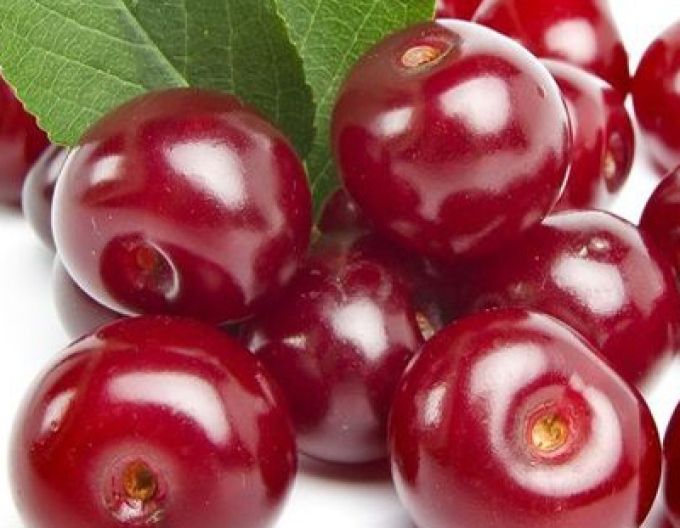 Višeň Érdi Bötermö poloraná, podn. Mahalebka, prostok.