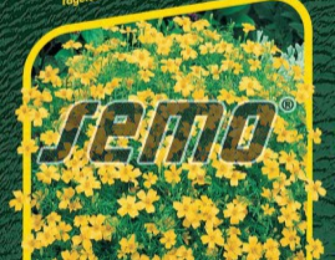 Semo Aksamitník drobnokvětý Yellow