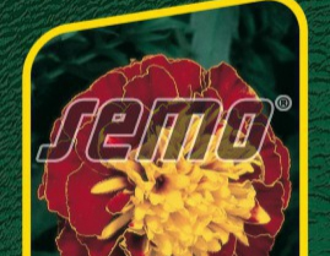 Semeno Aksamitník  Harmony Boy