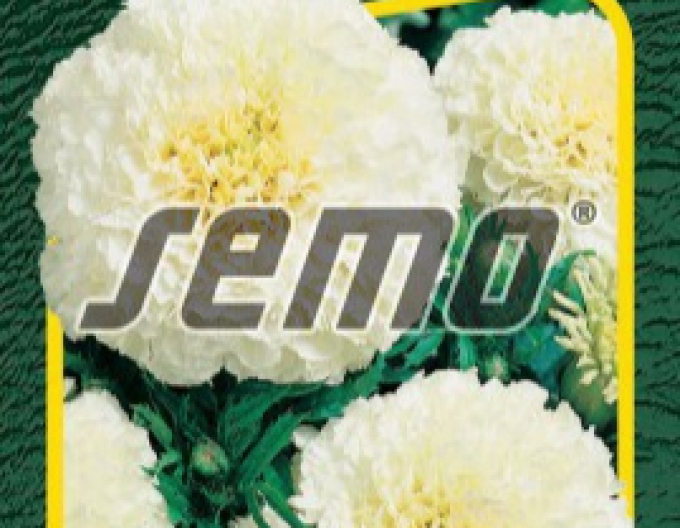 Semo Aksamitník  Kilimanjaro White