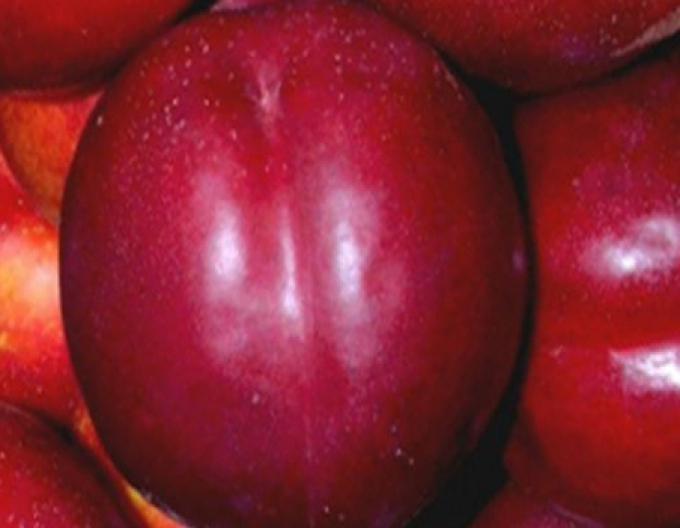 Nektarinka Big top raná