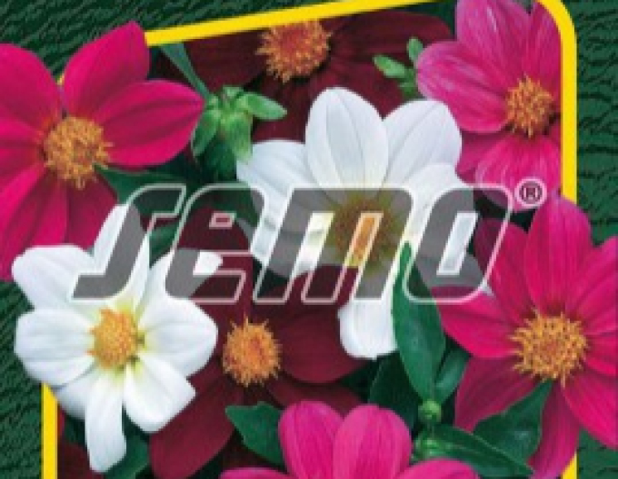 Semo Jiřinka Mardi Gras