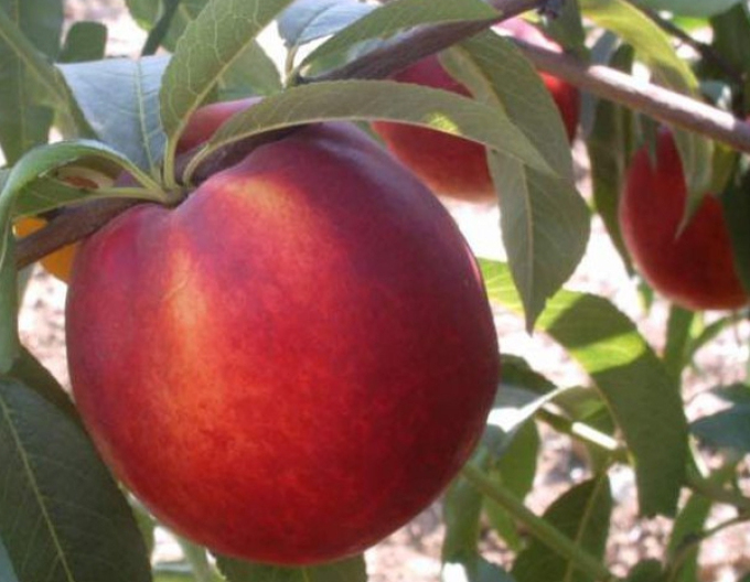 Nektarinka Venus pozdní, podn. GF677, prostok.