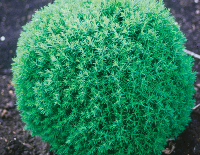 Western Tuya "TEDDY"