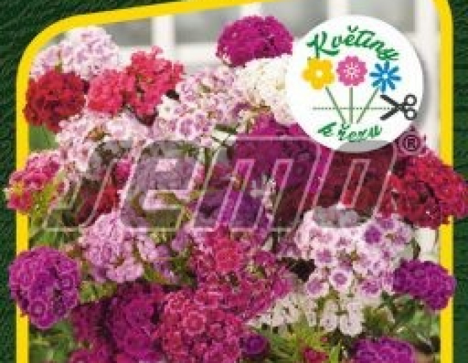 Semo Hvozdík bradatý ´Fragrance Mix´