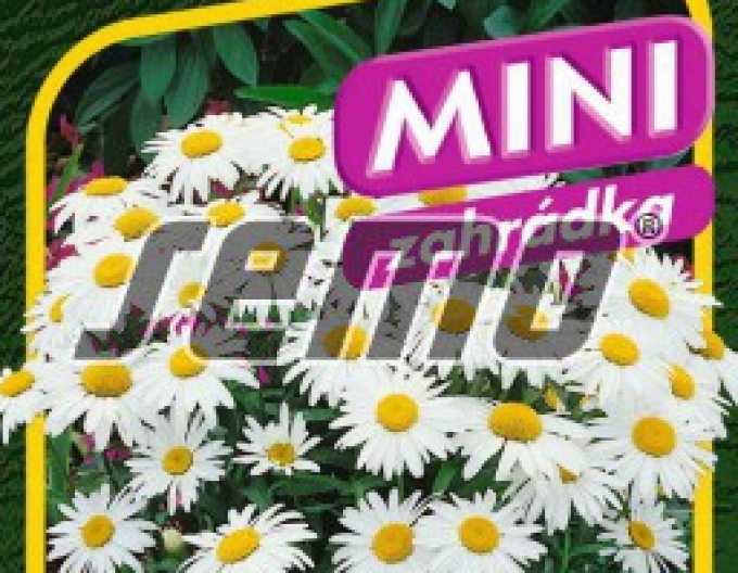 Semo Margaretka ´Silver Princess´