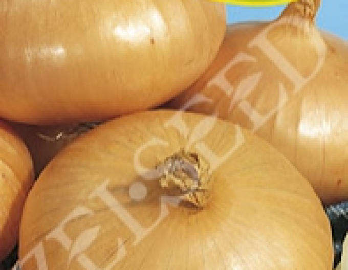 Zelseed Kuchyňská cibule Stuttgart