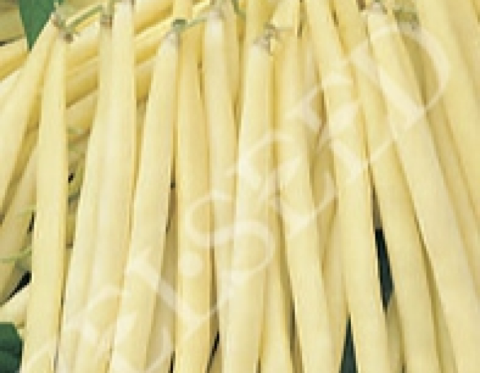 Zelseed Zahradní fazole Leonarda