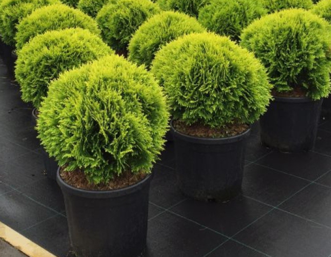 Zerav západní  Mirjam